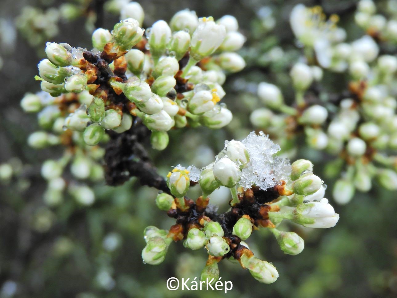 NapiKép 2023.03.28.