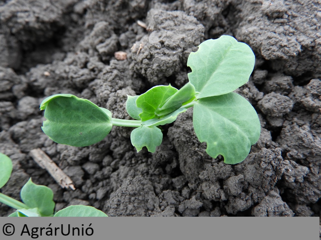 NapiKép 2018.04.23.