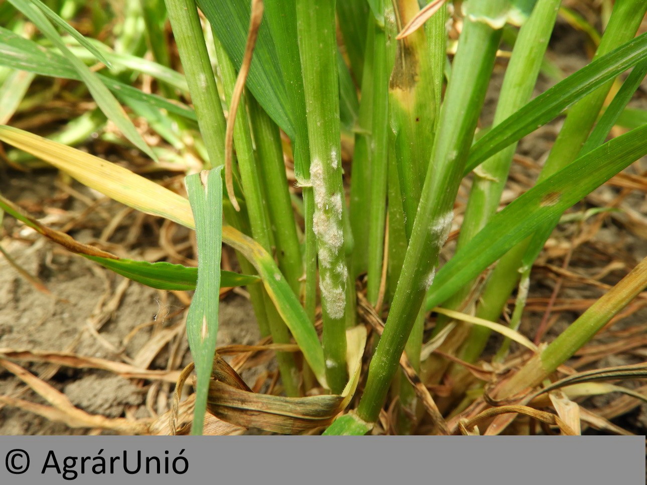 NapiKép 2018.04.27.