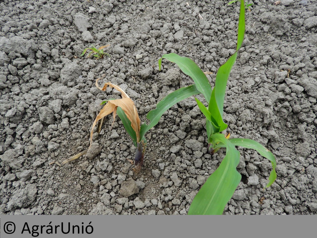 NapiKép 2018.05.17.