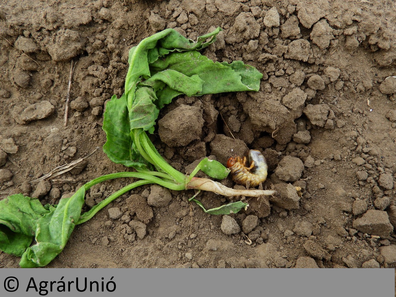 NapiKép 2018.05.19.