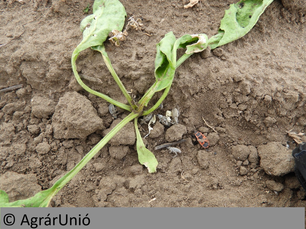 NapiKép 2018.05.20.