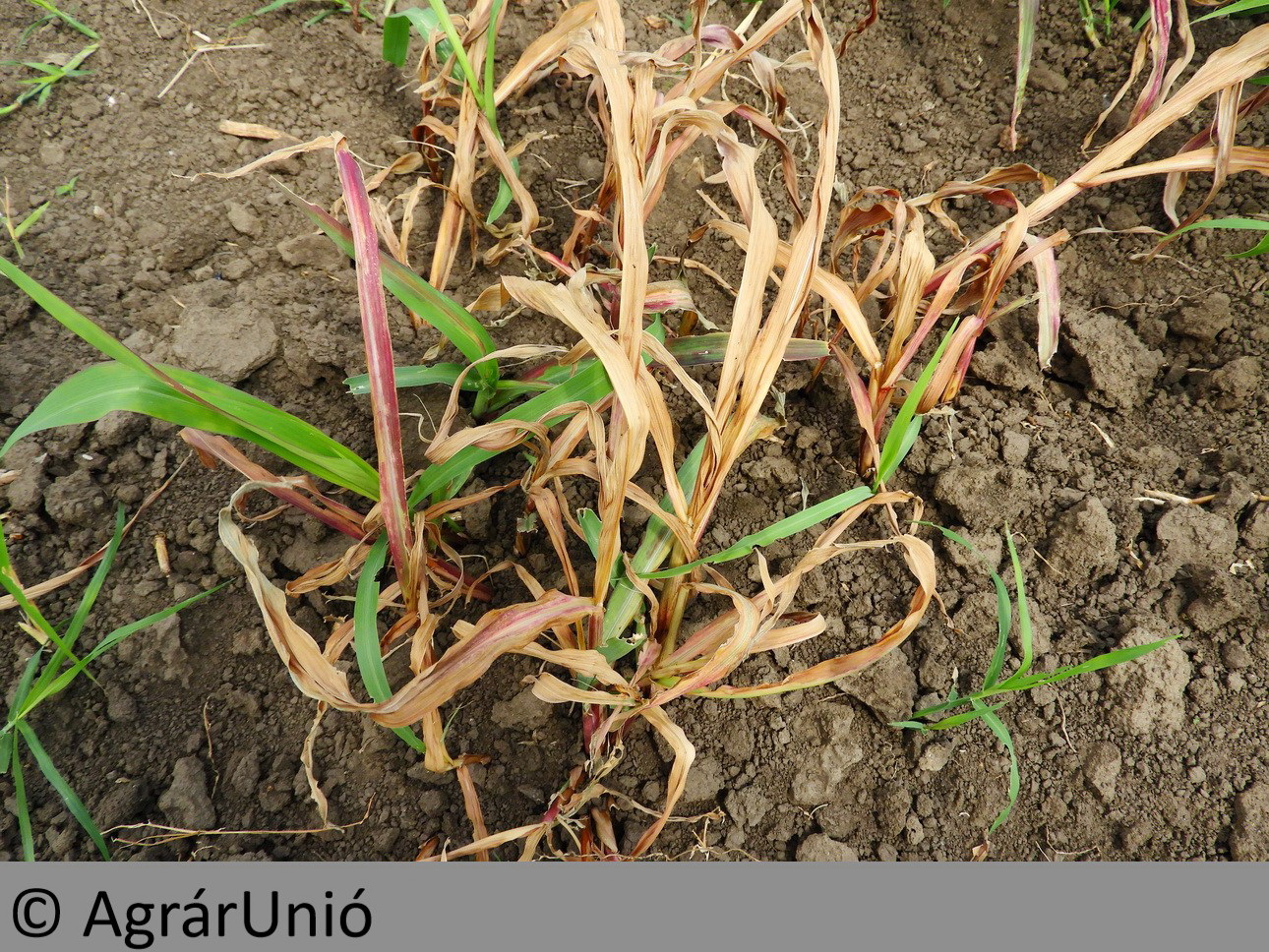 NapiKép 2018.05.22.