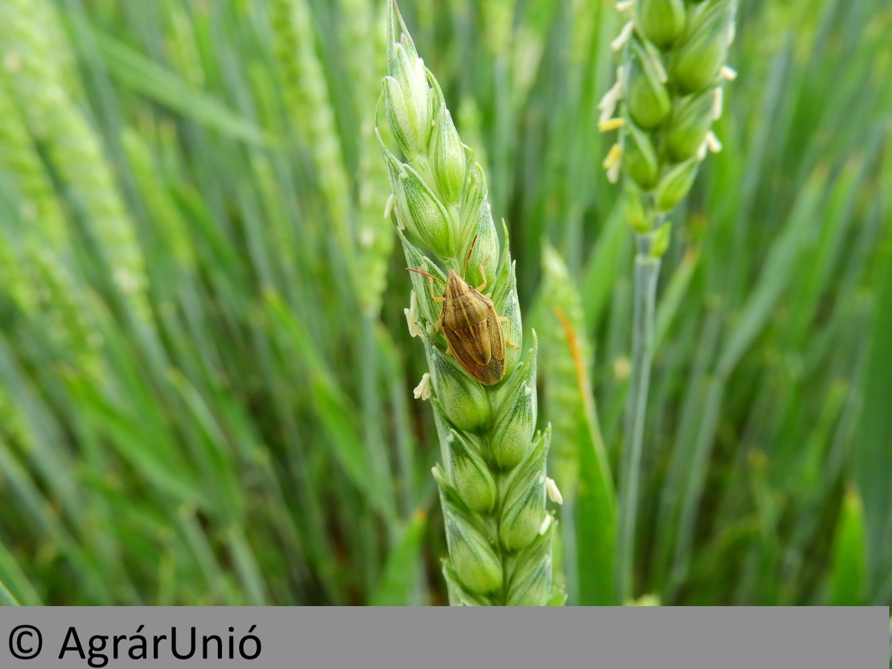 NapiKép 2018.05.26.