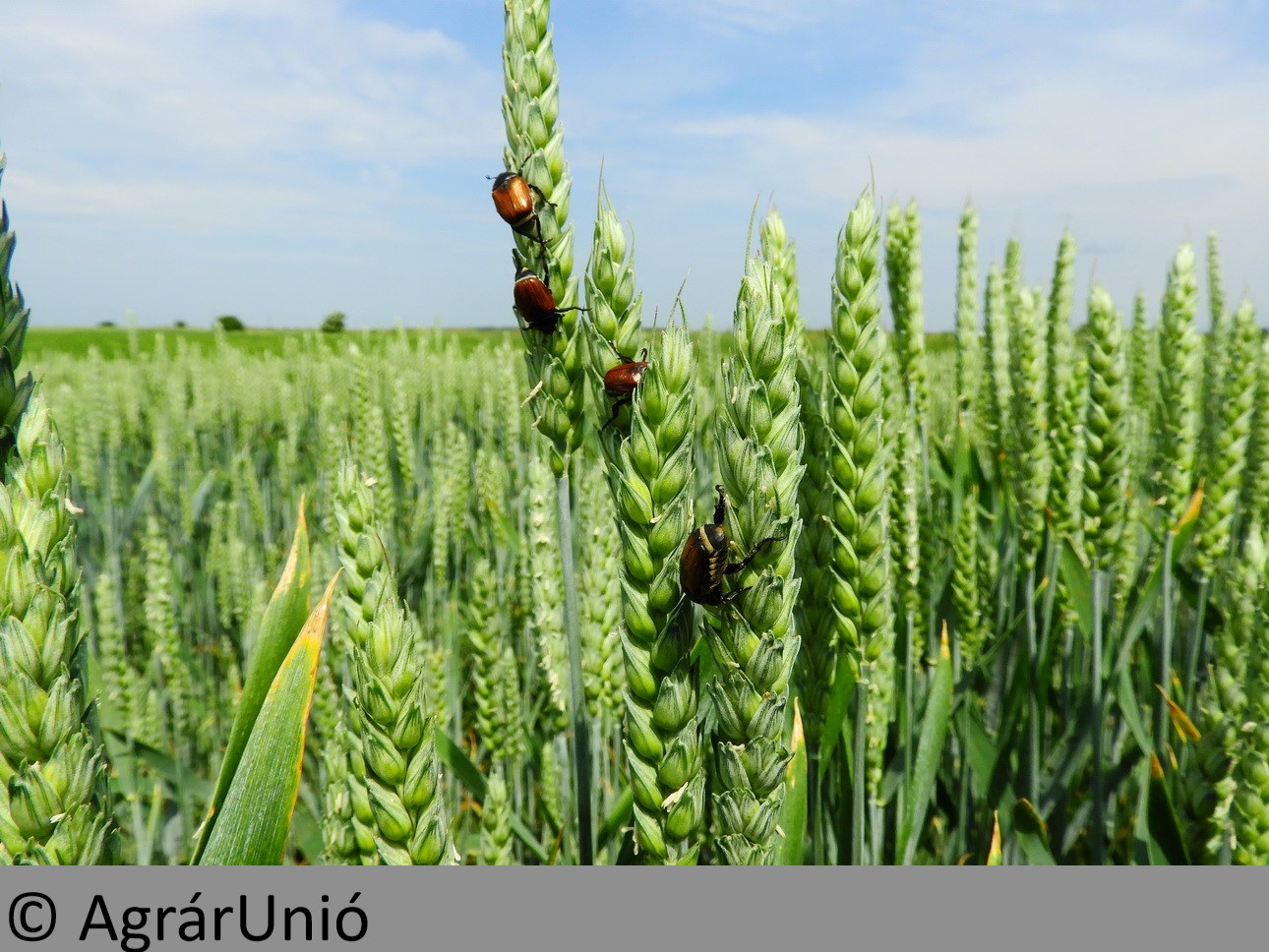 NapiKép 2018.05.27.