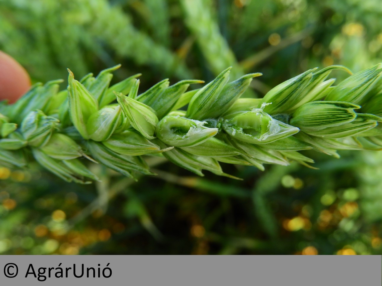 NapiKép 2018.05.29.