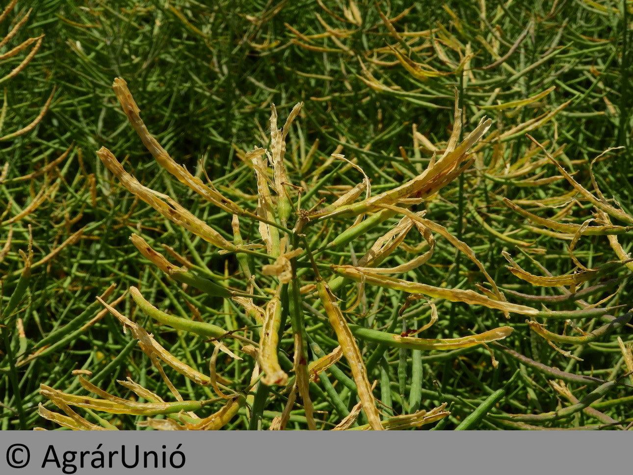 NapiKép 2018.05.31.